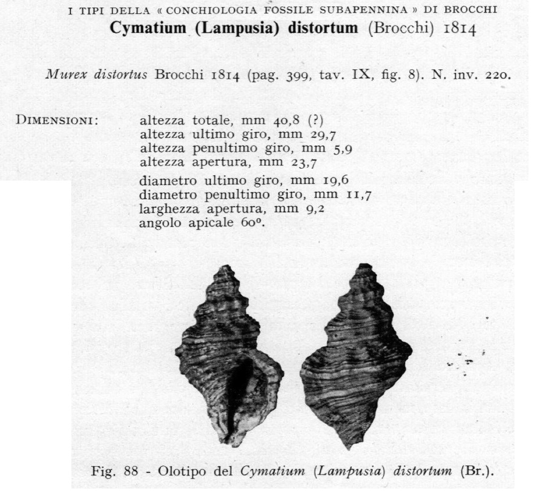 Cymatium distortum